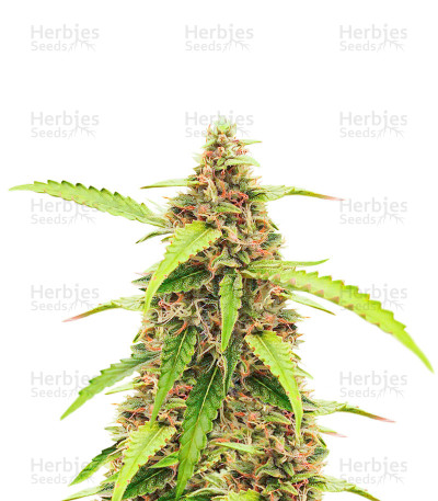 Scarlet Skunk Autoflower — EGS