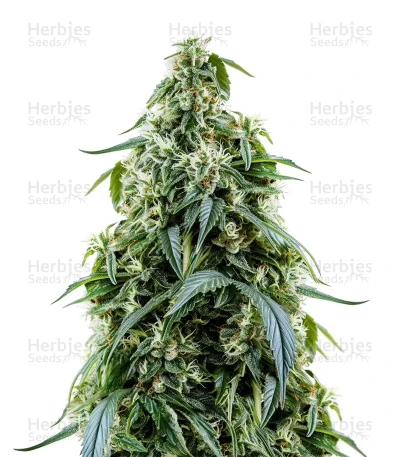 Arjan's Haze #1