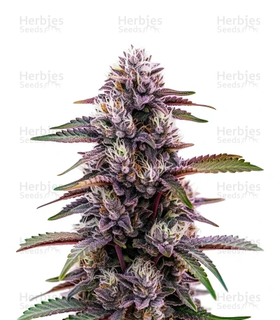 Blackberry Moonrocks Auto