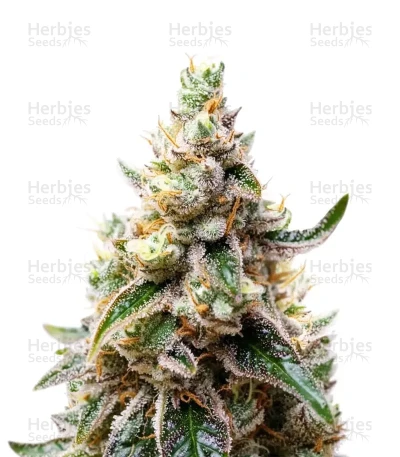 Cookie Casket — Barney's Farm