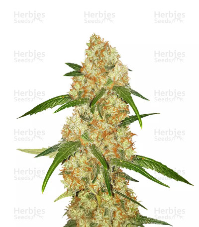 Critical Purple Kush