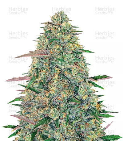 Pineapple Chunk — Barney's Farm