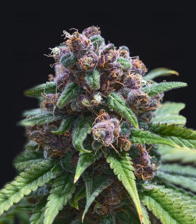 C99 feminized seeds for sale: information and reviews - Herbies