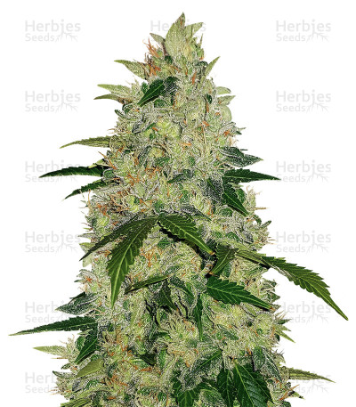 Diesel Auto — G13 Labs