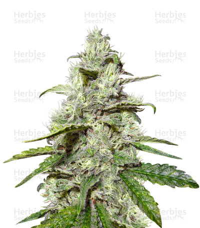 Power Skunk