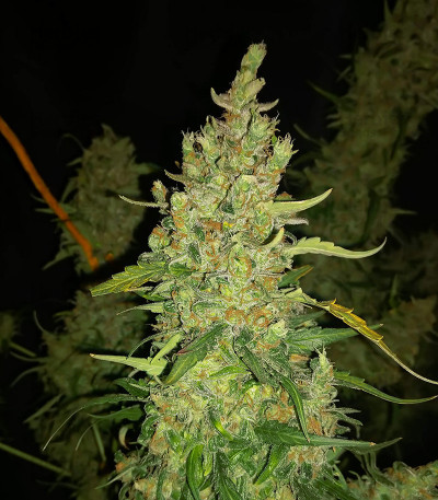 Zkittlez auto авто