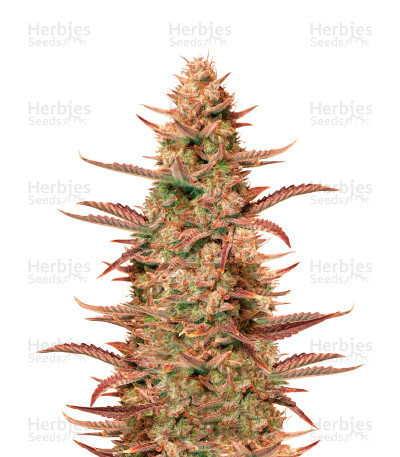 Auto Banana Blaze — Dutch Passion