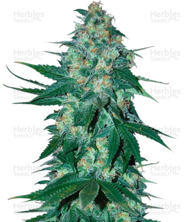 El Alquimista — Samsara Seeds