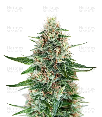 Black Toffee — Green House Seeds