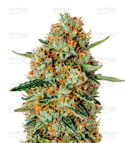 Himalaya Gold — Green House Seeds