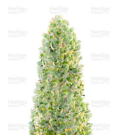 Hindu Kush Autoflower — Herbies Seeds