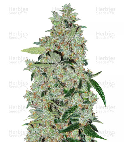 Purple Mexican