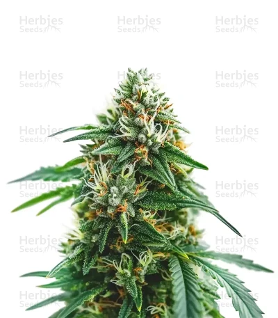 Scrambler Haze