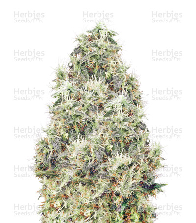 White Gold — White Label Seed Company