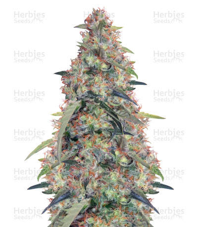Bubba Hash — Ace Seeds