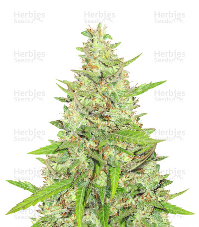 Rucu Cucu OG — Seedstockers