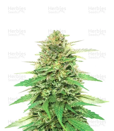 Pineapple Muffin