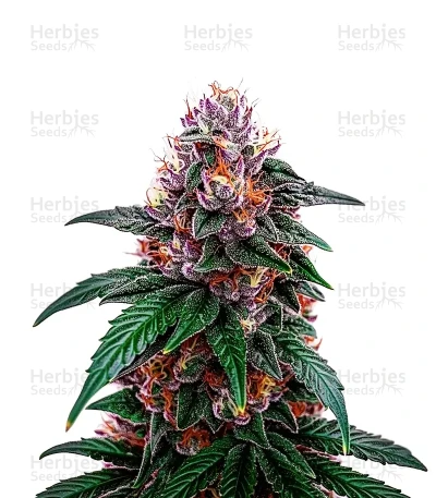 Sirius Black — World Wide Cultivars