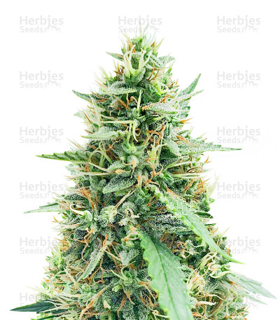 White Widow Automatic — Royal Queen Seeds