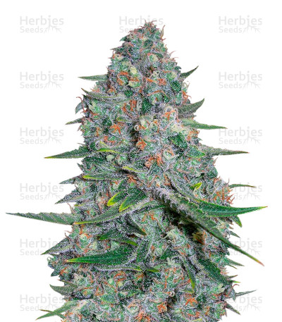 Afghani #1 — Sensi Seeds