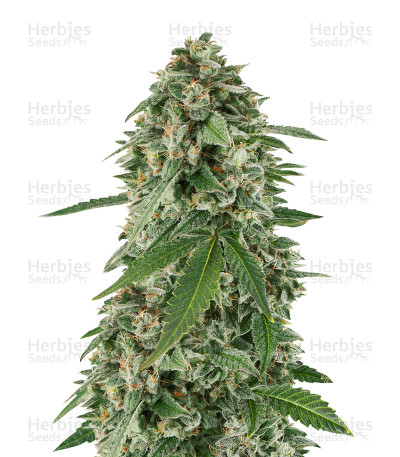 White Widow Auto
