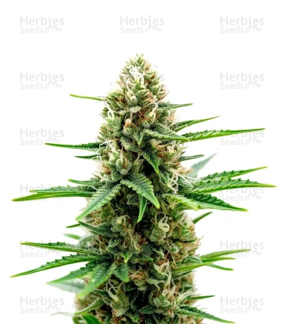 Extraction Red Velvet — World Wide Cultivars