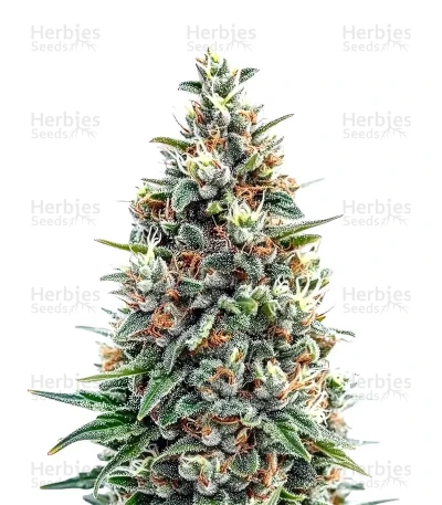 Tropicana Cookies Purple — Royal Queen Seeds
