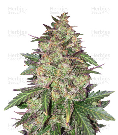 Sunset Sherbet — Pyramid Seeds