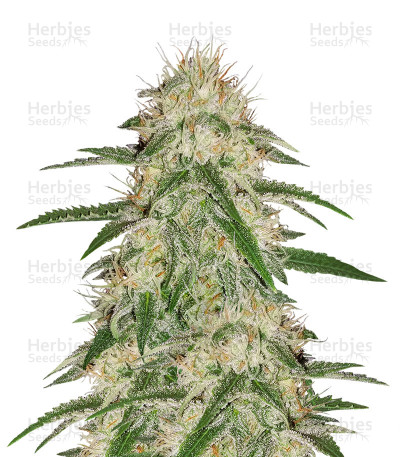 THC Bomb