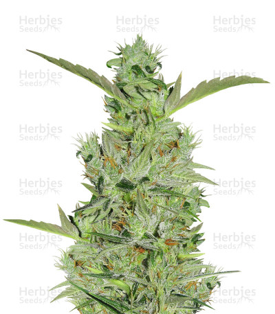 Mango Haze — Mr. Nice Seedbank
