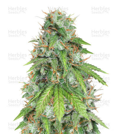 Purple Chem