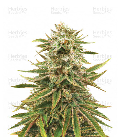 Treasure Island CBD
