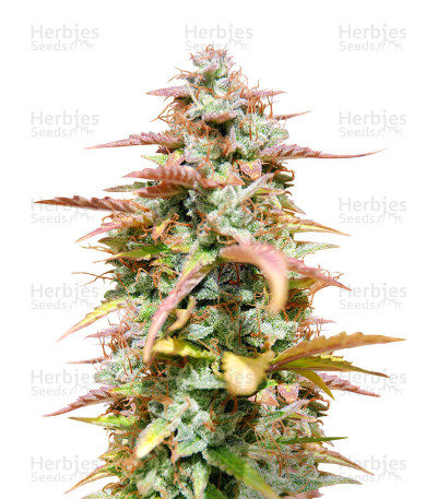 White Haze Automatic — White Label Seed Company