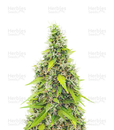 Auto GG#4 Original Glue F1 — Seedkeepers