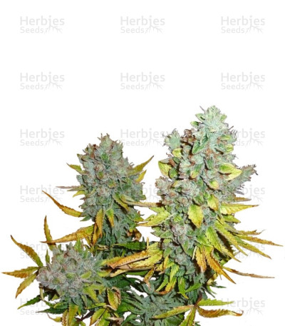 Cream Caramel Auto — Sweet Seeds