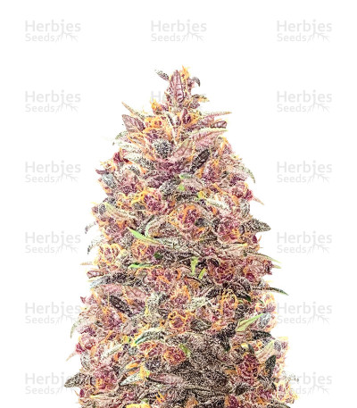 Dark Lemonade Auto — Delicious Seeds