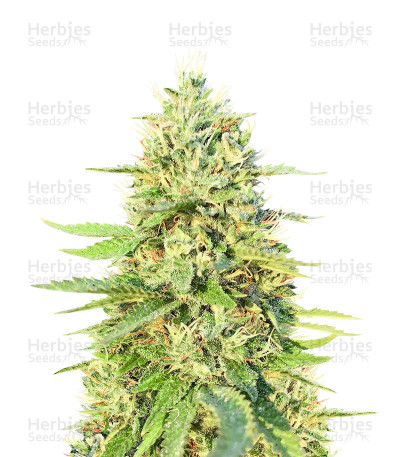 Gorilla G#4