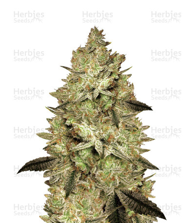 Jacky White — Paradise Seeds