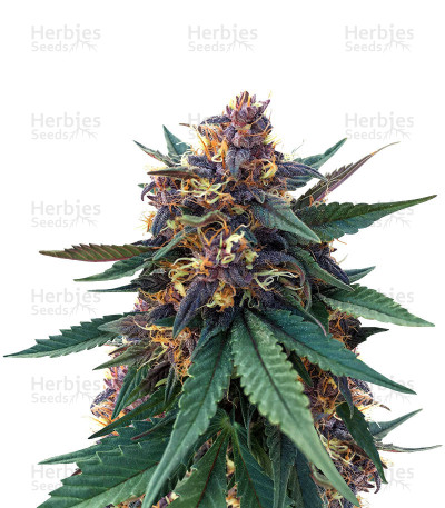 Purple Bud — White Label Seed Company