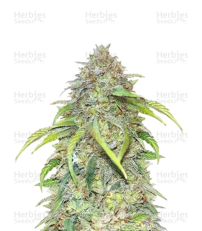 Forgotten Cookies Auto — Mephisto Genetics
