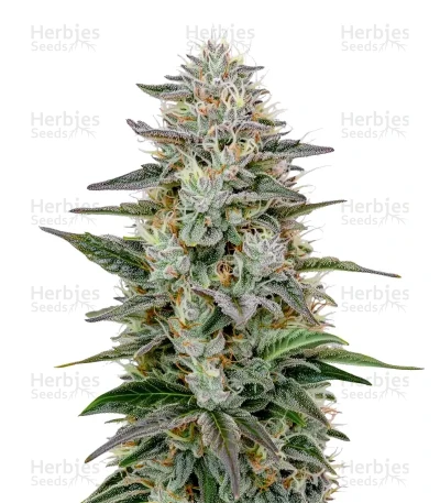 Hawaiian Snow — Green House Seeds