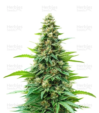 Kyle's Skywalker OG