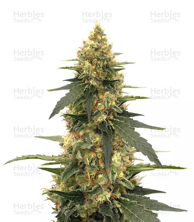 Strawberry Lemonade — Barney's Farm