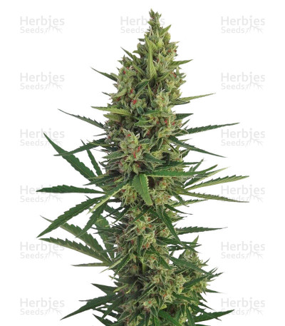 Auto Malawi x Northern Lights — Ace Seeds