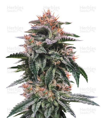 Banana Sorbet — DNA Genetics