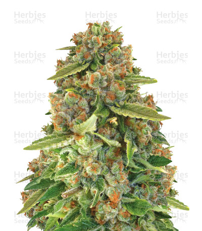 Critical+ CBD