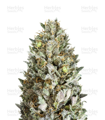 Diesel Drift — Heavyweight Seeds