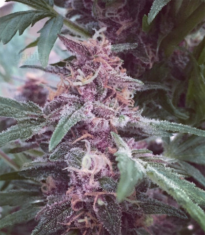 Grizzly Purple Kush — Blimburn Seeds