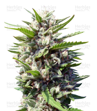 Northern Lights Auto