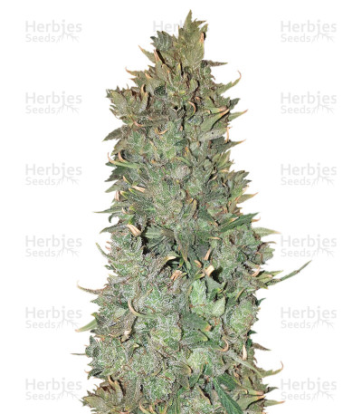 Sandstorm — CannaBioGen